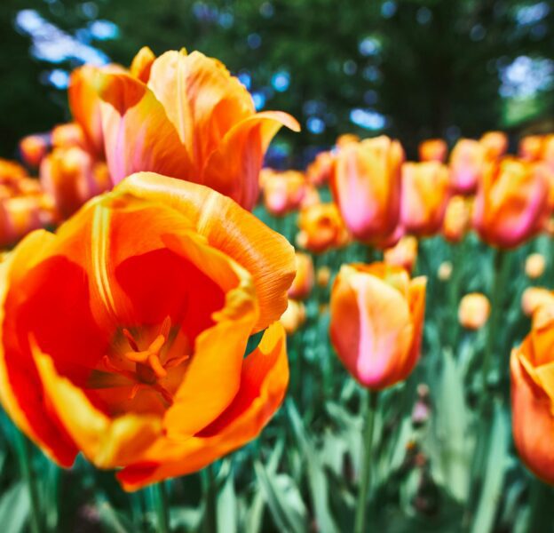 The image of the flowers in the garden